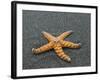 Ochre Seastar, Exposed on Beach at Low Tide, Olympic National Park, Washington, USA-Georgette Douwma-Framed Photographic Print