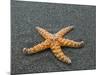 Ochre Seastar, Exposed on Beach at Low Tide, Olympic National Park, Washington, USA-Georgette Douwma-Mounted Photographic Print