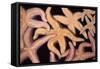 Ochre Star Fish-null-Framed Stretched Canvas