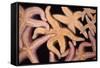 Ochre Star Fish-null-Framed Stretched Canvas