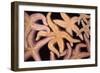 Ochre Star Fish-null-Framed Photographic Print