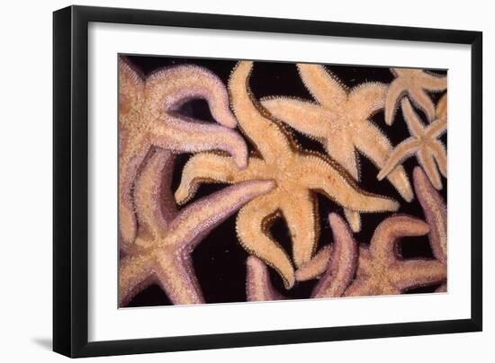 Ochre Star Fish-null-Framed Photographic Print