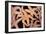 Ochre Star Fish-null-Framed Photographic Print