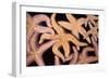 Ochre Star Fish-null-Framed Photographic Print