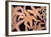 Ochre Star Fish-null-Framed Photographic Print