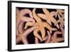 Ochre Star Fish-null-Framed Photographic Print