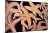 Ochre Star Fish-null-Mounted Photographic Print