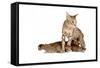 Ocicat-Fabio Petroni-Framed Stretched Canvas