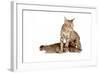 Ocicat-Fabio Petroni-Framed Photographic Print