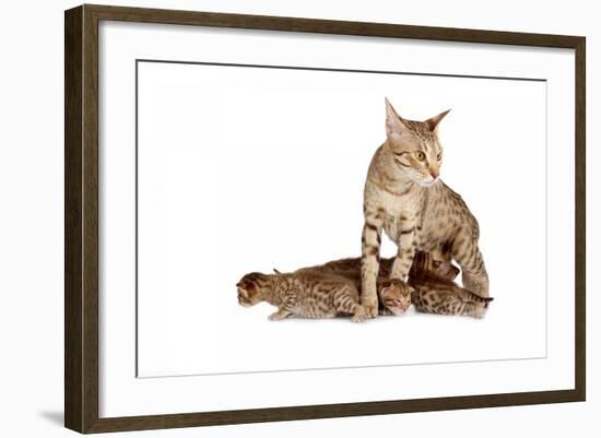 Ocicat-Fabio Petroni-Framed Photographic Print