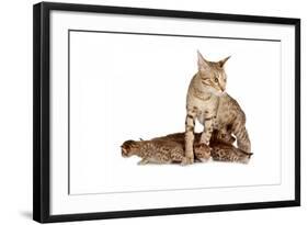 Ocicat-Fabio Petroni-Framed Photographic Print