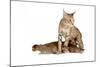 Ocicat-Fabio Petroni-Mounted Photographic Print