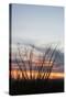 Ocotillo and Mountains at Sunset, Saguaro National Park, Arizona, USA-Jamie & Judy Wild-Stretched Canvas