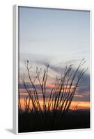 Ocotillo and Mountains at Sunset, Saguaro National Park, Arizona, USA-Jamie & Judy Wild-Framed Photographic Print