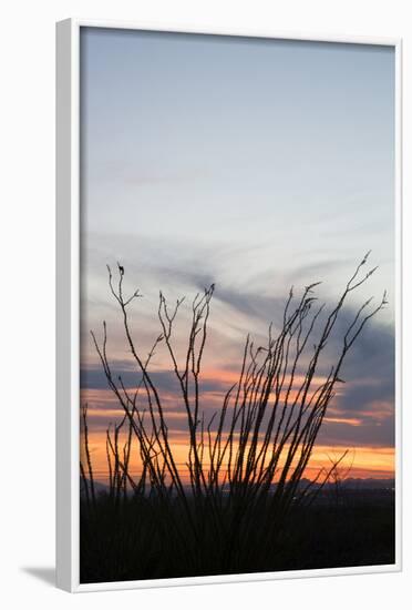 Ocotillo and Mountains at Sunset, Saguaro National Park, Arizona, USA-Jamie & Judy Wild-Framed Photographic Print