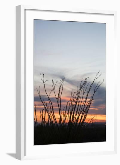 Ocotillo and Mountains at Sunset, Saguaro National Park, Arizona, USA-Jamie & Judy Wild-Framed Photographic Print