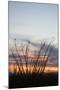 Ocotillo and Mountains at Sunset, Saguaro National Park, Arizona, USA-Jamie & Judy Wild-Mounted Photographic Print