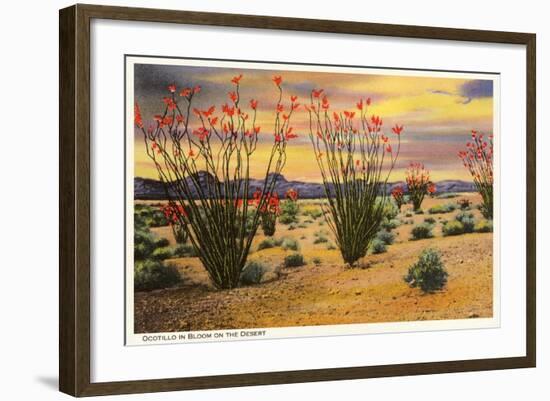 Ocotillo Blooming in Desert-null-Framed Art Print