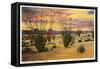 Ocotillo Blooming in Desert-null-Framed Stretched Canvas