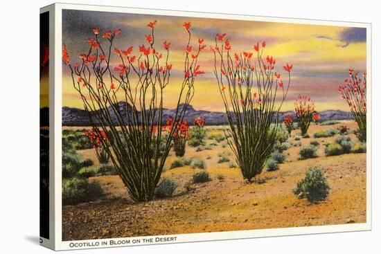 Ocotillo Blooming in Desert-null-Stretched Canvas