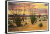Ocotillo Blooming in Desert-null-Framed Stretched Canvas