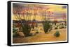 Ocotillo Blooming in Desert-null-Framed Stretched Canvas