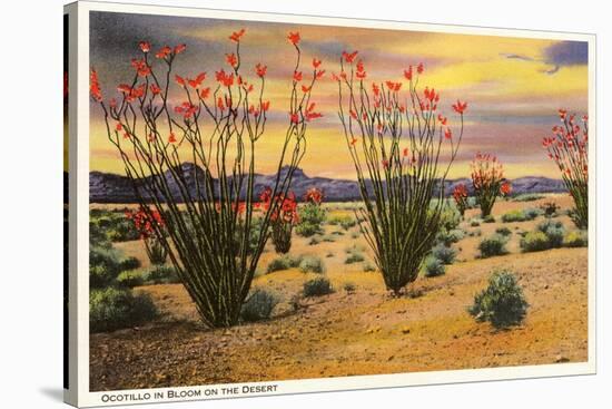 Ocotillo Blooming in Desert-null-Stretched Canvas