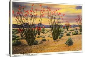 Ocotillo Blooming in Desert-null-Stretched Canvas