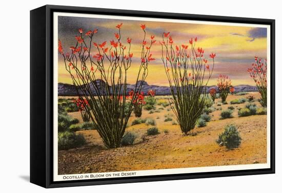 Ocotillo Blooming in Desert-null-Framed Stretched Canvas