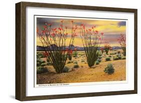 Ocotillo Blooming in Desert-null-Framed Art Print