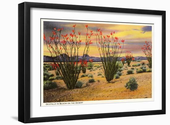 Ocotillo Blooming in Desert-null-Framed Art Print