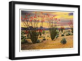 Ocotillo Blooming in Desert-null-Framed Art Print