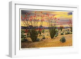 Ocotillo Blooming in Desert-null-Framed Art Print