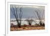 Ocotillo bush with islands beyond, Mexico-Claudio Contreras-Framed Photographic Print