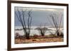 Ocotillo bush with islands beyond, Mexico-Claudio Contreras-Framed Photographic Print