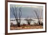 Ocotillo bush with islands beyond, Mexico-Claudio Contreras-Framed Photographic Print