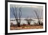 Ocotillo bush with islands beyond, Mexico-Claudio Contreras-Framed Photographic Print