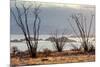 Ocotillo bush with islands beyond, Mexico-Claudio Contreras-Mounted Photographic Print