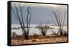 Ocotillo bush with islands beyond, Mexico-Claudio Contreras-Framed Stretched Canvas