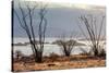 Ocotillo bush with islands beyond, Mexico-Claudio Contreras-Stretched Canvas