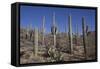 Ocotillo Cactus (Fouquieria Splendens) in Foreground-Richard Maschmeyer-Framed Stretched Canvas