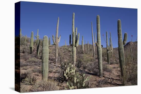 Ocotillo Cactus (Fouquieria Splendens) in Foreground-Richard Maschmeyer-Stretched Canvas