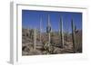 Ocotillo Cactus (Fouquieria Splendens) in Foreground-Richard Maschmeyer-Framed Photographic Print