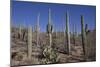 Ocotillo Cactus (Fouquieria Splendens) in Foreground-Richard Maschmeyer-Mounted Photographic Print