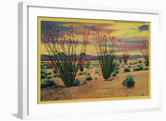 Ocotillo Flowers in Bloom, California Desert - California State-Lantern Press-Framed Art Print