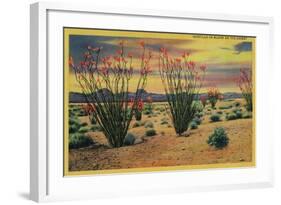 Ocotillo Flowers in Bloom, California Desert - California State-Lantern Press-Framed Art Print