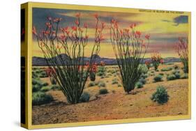 Ocotillo Flowers in Bloom, California Desert - California State-Lantern Press-Stretched Canvas