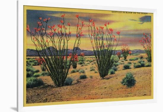 Ocotillo Flowers in Bloom, California Desert - California State-Lantern Press-Framed Art Print