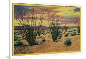 Ocotillo Flowers in Bloom, California Desert - California State-Lantern Press-Framed Art Print