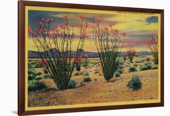 Ocotillo Flowers in Bloom, California Desert - California State-Lantern Press-Framed Art Print